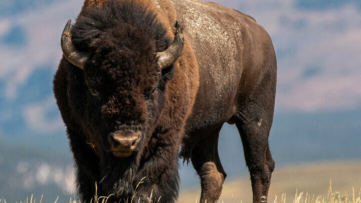 Buffalo stands on prairie.