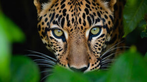 Big cat looks out from leaves.