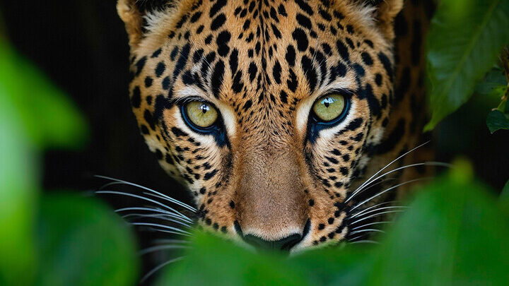Big cat looks out from leaves.