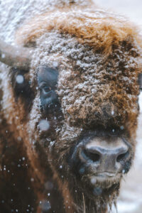 Buffalo with snow on their head.