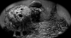 Owl chicks in greyscale.