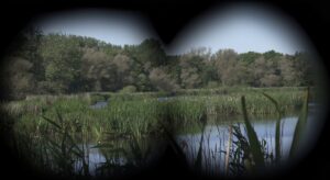 Looking through binoculars at marsh land.