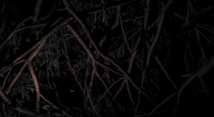 Dark forest with pair of eyes.