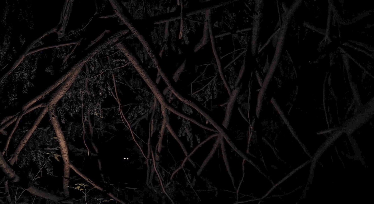 Dark forest with pair of eyes.