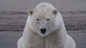 Polar bear looks at camera.