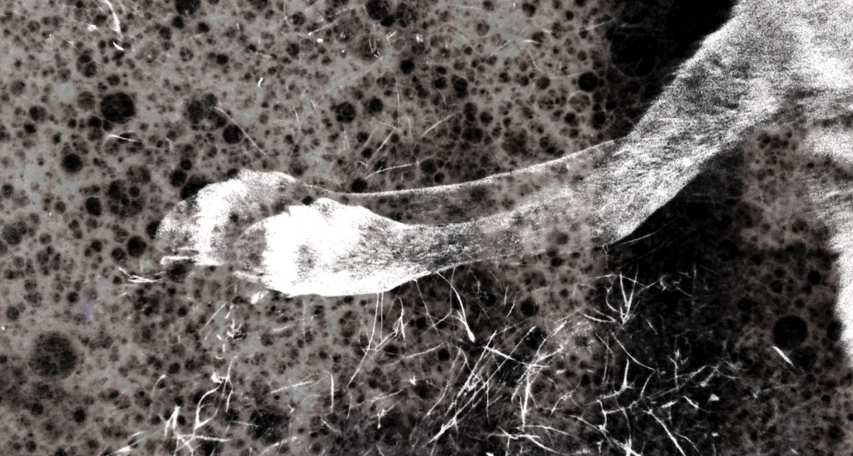 Greyscale image of caribou leg and other image layers.