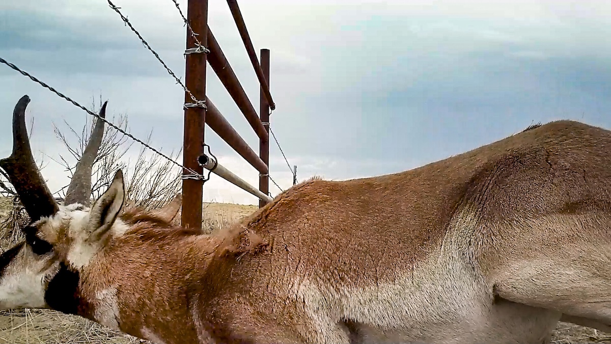 Animal goes under fence.