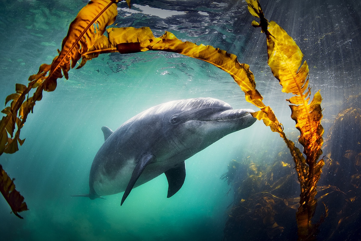 Dolphin by seaweed.