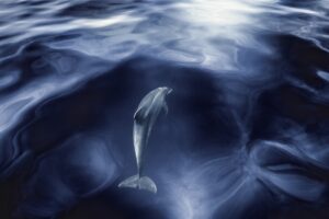 Dolphin in blue water.