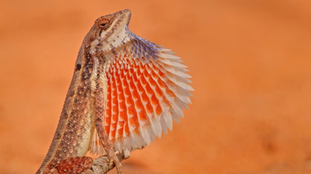 Lizard in orange ecosystem.