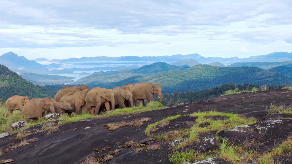 Elephants in grassy and mountainous ecosystem.