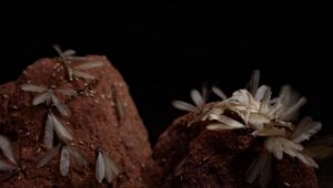 Bugs on rocks in low light.