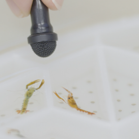 Person holds microphone to small creatures.
