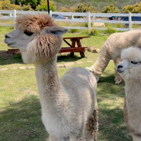 Alpacas at farm.
