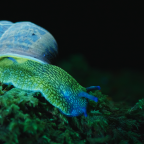 Glowing snail.