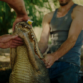 Two people hold alligator.