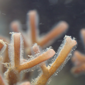 Pink and orange coral.