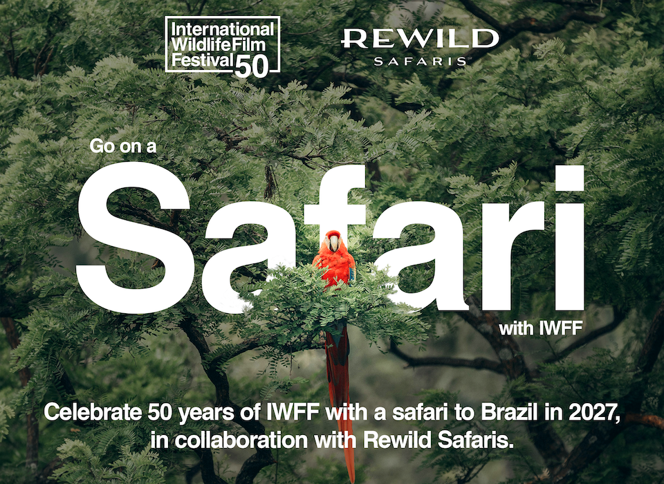 Poster with text and red bird in trees.