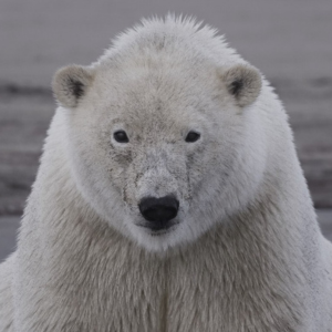 iwff_square (1) Polar bear looking forward.