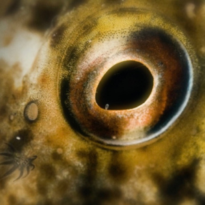 iwff_square (3) Close up of eye.