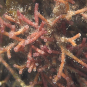 iwff_square (5) Coral under water.