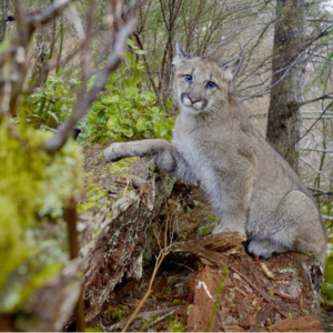 iwff_square (6) Lion on log.