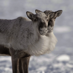 iwff_square (8) Two caribou standing next to each other.