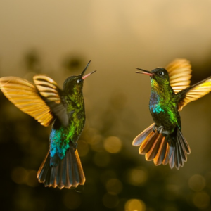 iwff_square (9) Hummingbirds in flight.