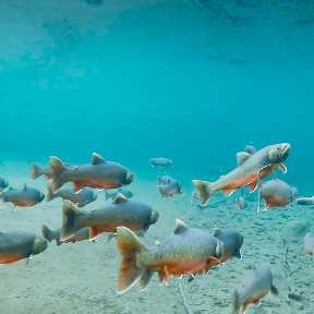 School of fish swim.