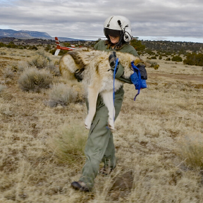 Person wearing helmet holding wolf.