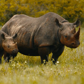 Two rhinos stand in grass.