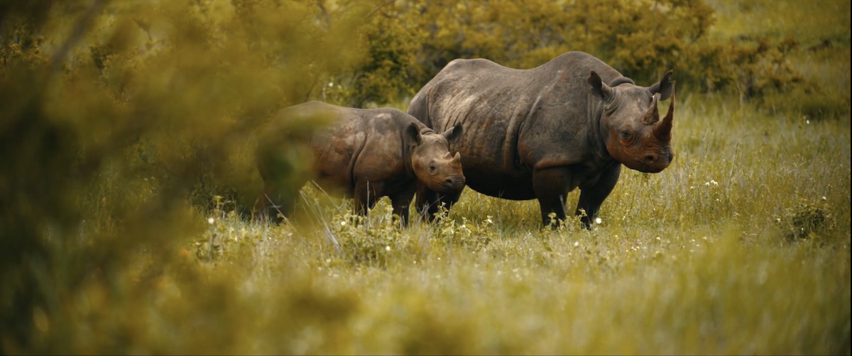 Group of rhinos standing in grass.