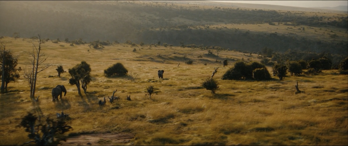 Elephants and other animals on savannah.