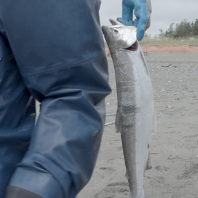 Person holding fish by gills.
