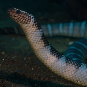 Blue and grey snake.