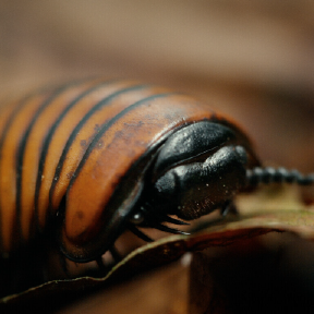 Orange and black cockroach.