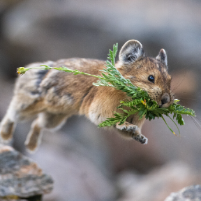 Mammal jumps with branch in mouth.