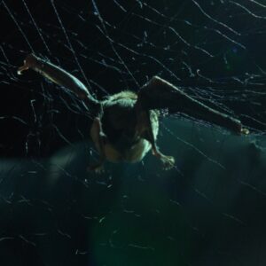 Bird caught in net.