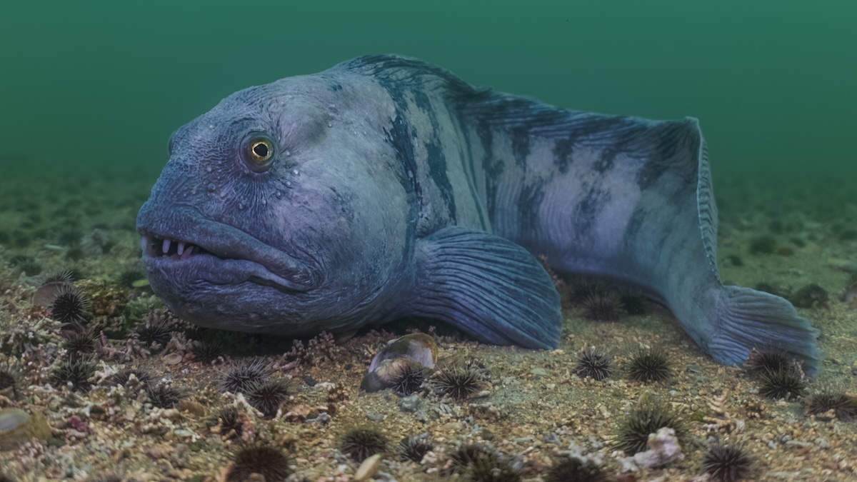 Blue fish on sea floor.