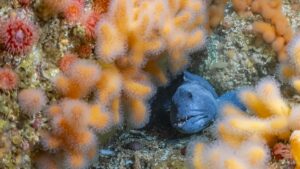 Blue fish in orange coral.