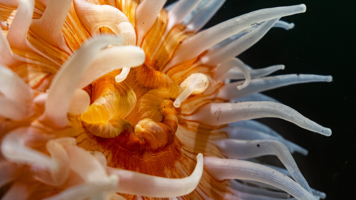 Underwater sea life.