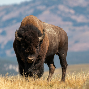 Bison in field.