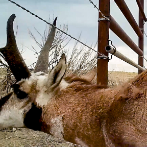 Animal going under fence.