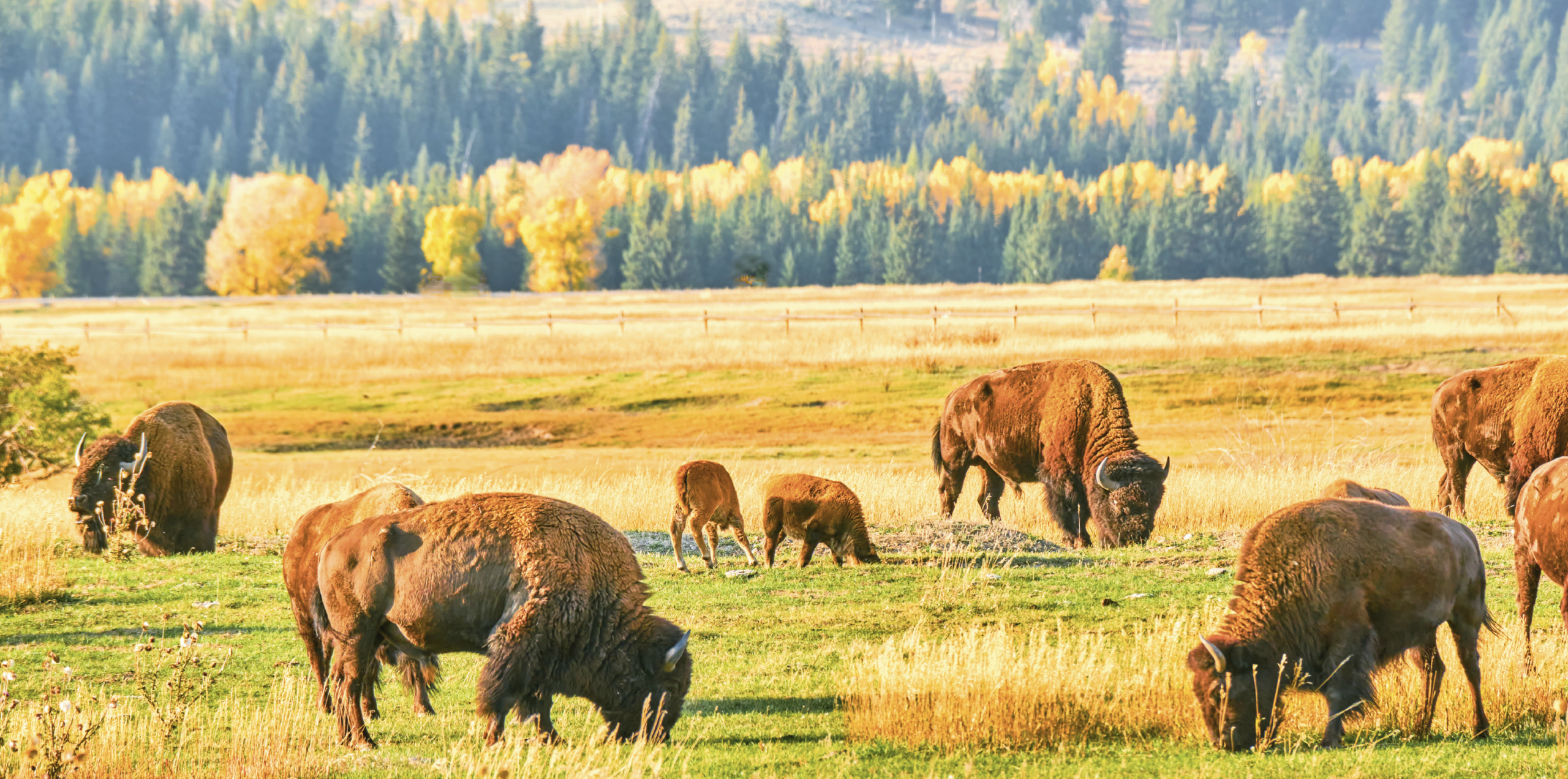 Buffalo on plains.