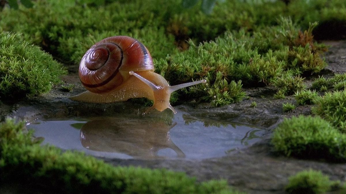 snaily